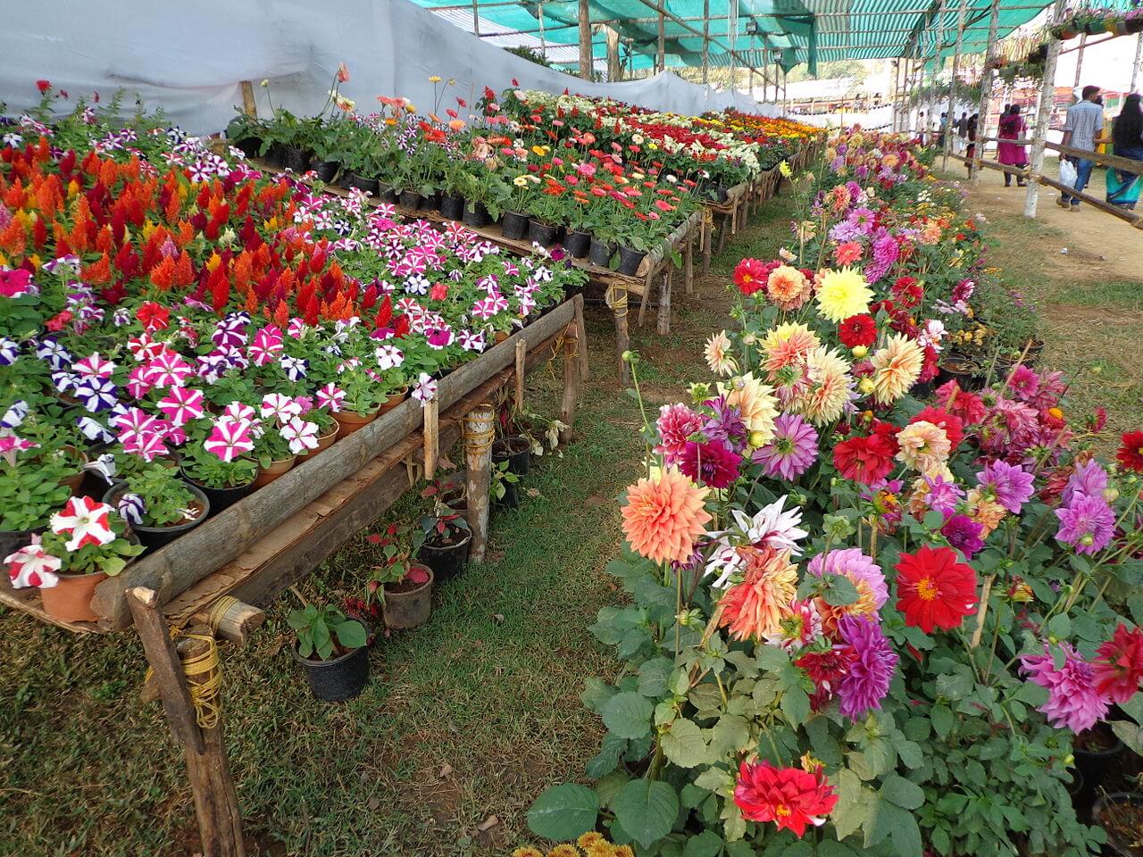 Southport Flower Show