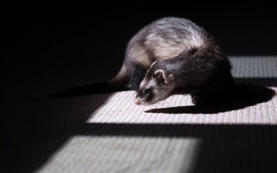 Fighting Your Inner Weasel