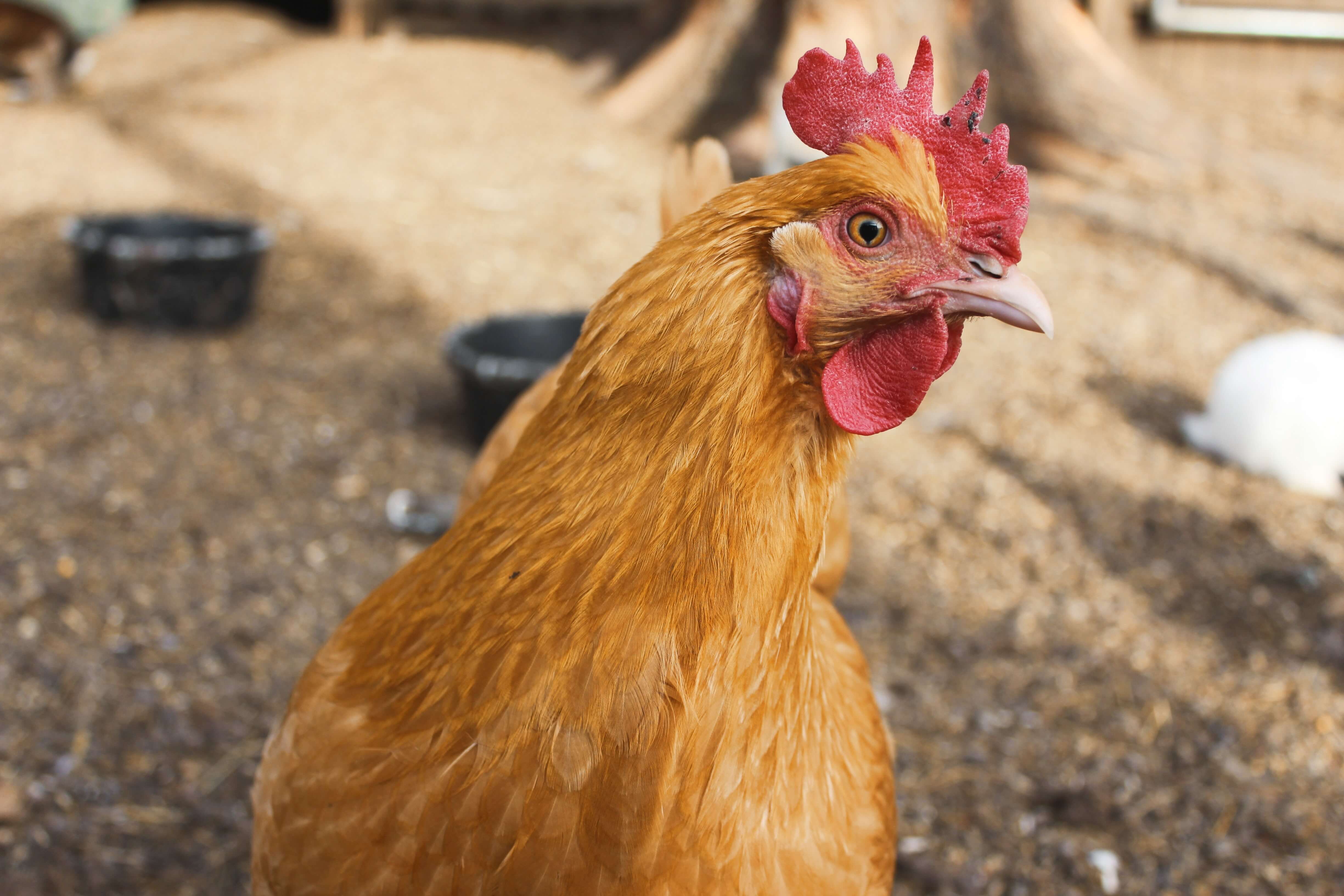 Queen Of Chickens